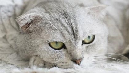 拜仁在米勒门上演五球屠杀，刷新德甲单赛季进球纪录